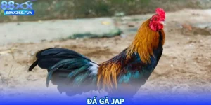 Đá Gà Jap - Kỹ Thuật, Chiến Thuật Và Bí Quyết Thắng Lớn