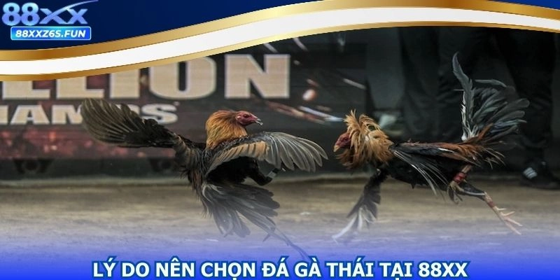 Điểm mạnh của chọi kê Thái Lan so với các loại hình cược khác