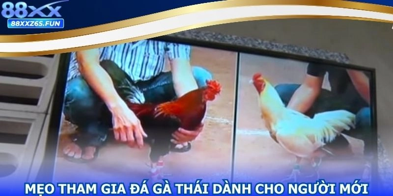 Kinh nghiệm cược cơ bản dành cho người mới nhập cuộc