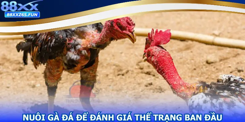 Nuôi gà đá để đánh giá thể trạng ban đầu