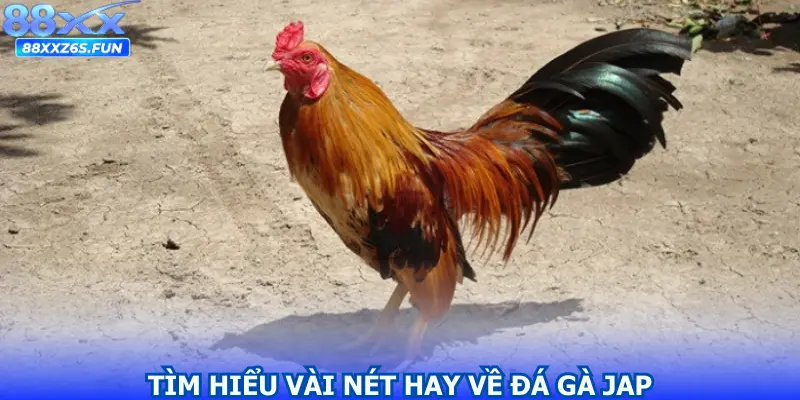 Tìm hiểu vài nét hay về đá gà Jap là gì?